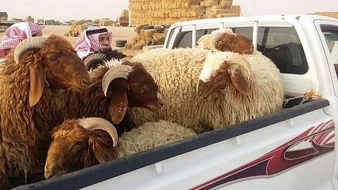 شاهد.. أسعار الماشية تواصل هبوطها بسوق شقراء مع اقتراب العيد