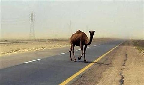 مصرع 2 وإصابة 4 من أسرة واحدة في حادث سير ببيشة