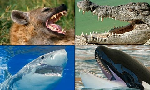 بالصور.. تعرف على الحيوان صاحب أقوى فك مفترس في العالم