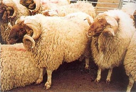 أمانة المدينة تسمح للمطابخ بذبح الأضاحي وفق "اشتراطات صحية"