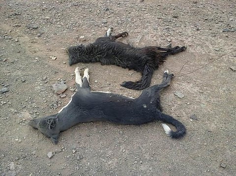 "حملة مكثفة" للقضاء على الكلاب الضالة بـ"مهد الذهب"