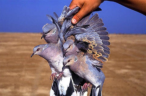 إصابة شاب بطلق ناري من سلاح صيد بالقريات والجهات الأمنية تحقق