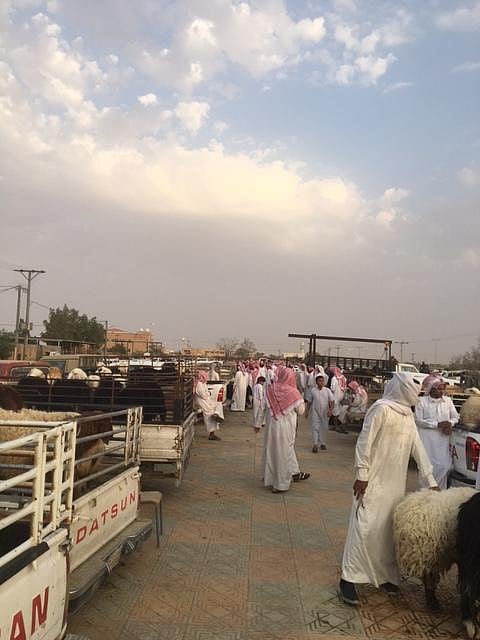 شاهد ..ارتفاع كبير في أسعار الأضاحي بمحافظة الأفلاج