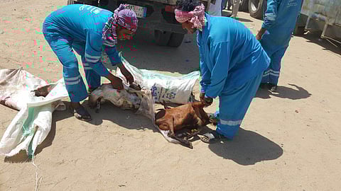 جدة.. إحباط تهريب 526 ذبيحة فاسدة من لحوم الأضاحي