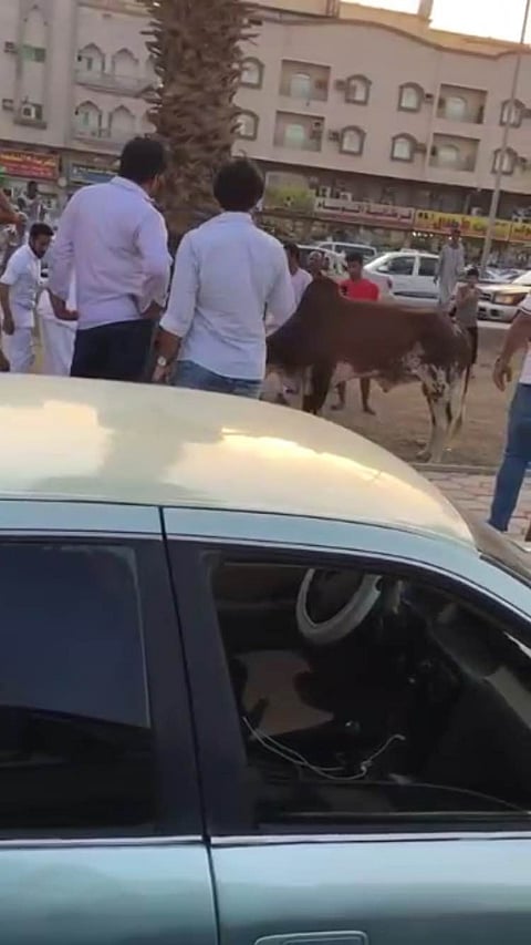 دوريات الأمن بجدة تقتل ثوراً هائجًا سبّب أزمة مرورية