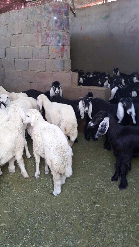 شاهد.. للمرة الثانية تورط مطعم مندي بذبح أغنام مريضة بالطائف