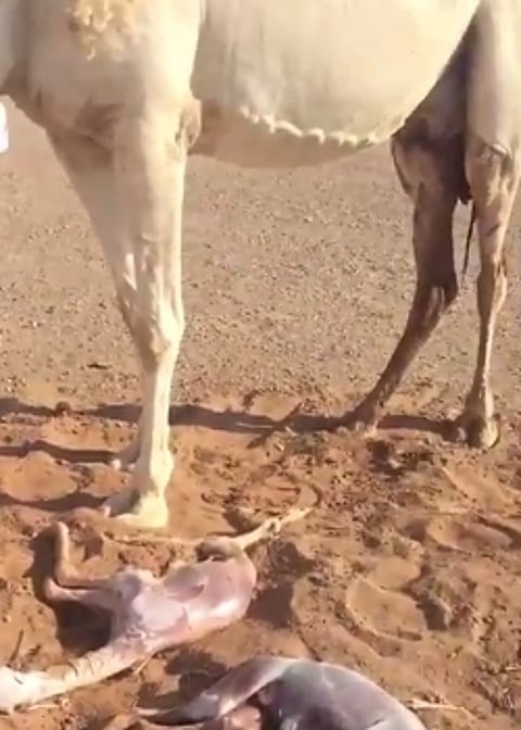 بالفيديو.. الناقة "شيخة" تلد توأمين في "ثويدج" القصيم