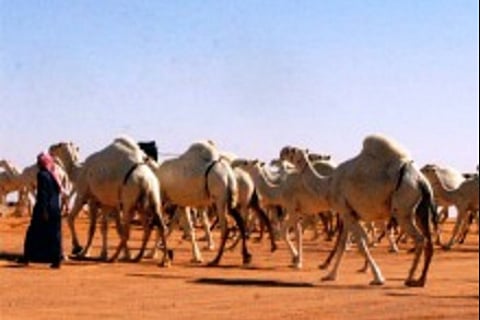 القبض على عصابة الإبل بالطائف.. وأصحابها يجدونها معروضة للبيع في السوق