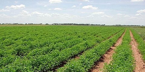 الحرس الثوري الإيراني يصادر 120 ألف هكتار من الأراضي الزراعية غرب الأحواز