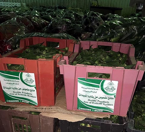 بعد توصية 16 عاماً .. "أمانة حائل" تشغّل مختبر الأغذية لفحص الخضار والفواكه