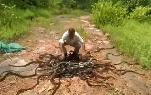 رجل يطلق 300 أفعى في إحدى الحدائق الهندية!