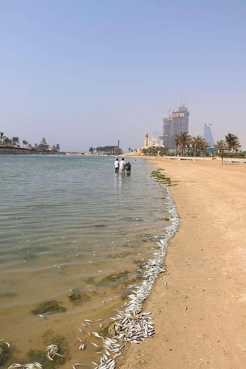 مصدر بيئي: "الأرصاد" مسؤولة عن نفوق آلاف الأسماك ببحيرة النورس في جدة