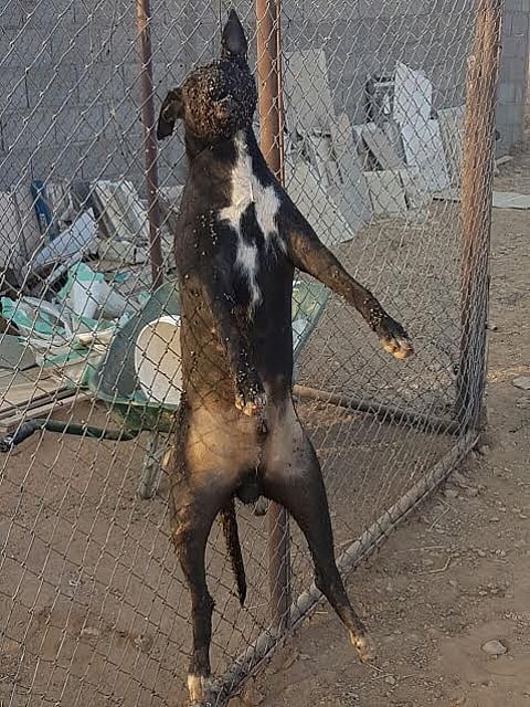 شاهد: هذا هو مفترس الـ 70 شاة .. مقتل اثنيْن وهروب آخريْن