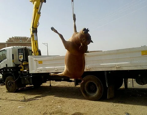 رفع 1050 رأساً من الحيوانات النافقة من طرق جنوب الطائف