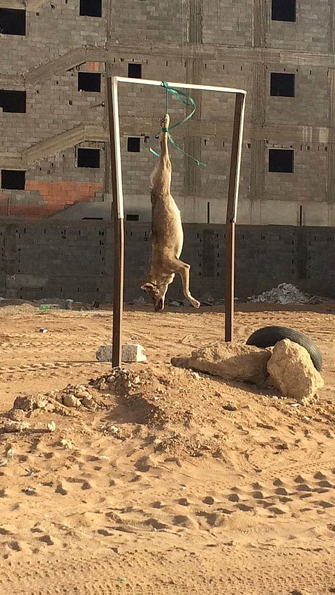 بالفيديو.. مواطن يقتل ذئباً ويعلقه في حي بتبوك