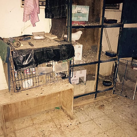 مؤذن بالبكيرية يستغل مستودع مسجد لإسكان العمالة الأجنبية وتربية الحمام!