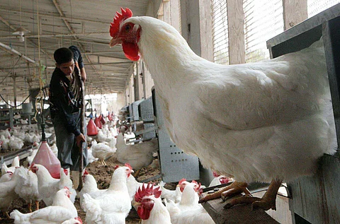 H5N8.. سلسلة "خطيرة" من إنفلونزا الطيور تجتاح أوروبا