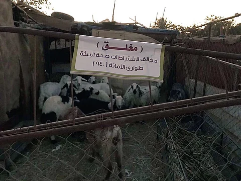 أمانة نجران تضبط عمالة وافدة تبيع أغناماً مريضة