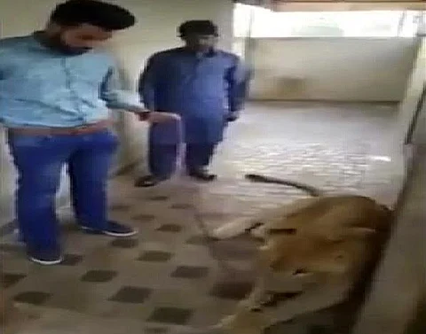 شاهد.. كيف انتهت محاولة اللعب مع لبؤة