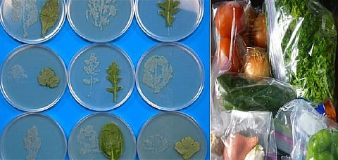 علماء يحذرون: الخضراوات المحفوظة في أكياس بلاستيكية "خطر"