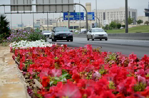 شاهد .. العاصمة تتزيَّن بـ 4 ملايين زهرة وتُعزّز بيئياً وبصرياً