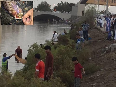 "الأرصاد": انخفاض الأكسجين والطحالب وراء نفوق أسماك "بحيرة الأربعين"