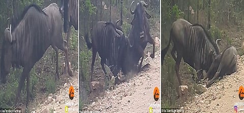 فيديو الوفاء .. "نو" يُنعش صديقه المحتضر وكأنه يقول "لا تمت يا صديقي"