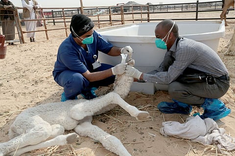 "أبو صخرة": "أوجينول القرنفل" يقتل خلايا سرطان الثدي