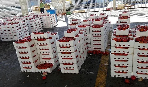 ضبط 1249 كرتونة من الطماطم الفاسد قبل المزايدة عليها بالطائف