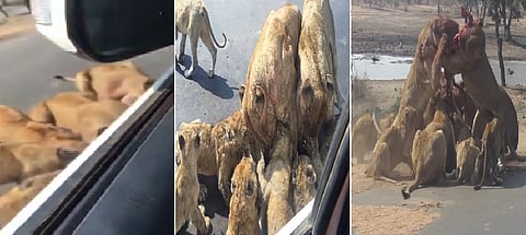 شاهد.. فيديو الأسود الجائعة تَحَوّل إلى كابوس في سيارة الأسرة