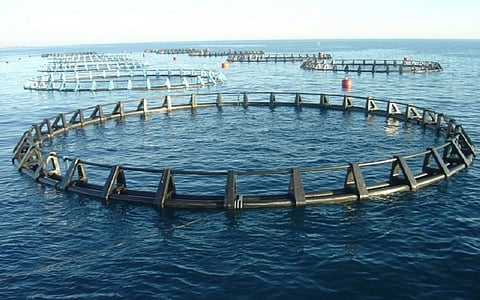 "العيادة": الاستزراع المائي مصدر آمن للغذاء الصحي