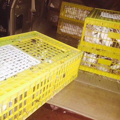 جمرك سلوى يحبط محاولة تهريب 450 طائراً.. خبئت بصندوق بين الأمتعة