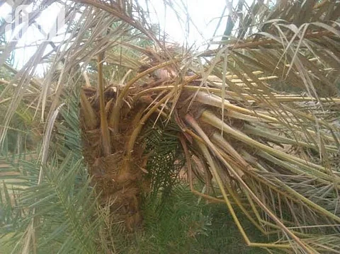 بعد إعلان زيارته لتبوك.. مزارعون لوزير البيئة: هذه كارثة سوسة النخيل