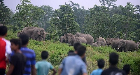 قطيع أفيال يهاجم قرية نيبالية فجراً.. لا فرصة للهرب