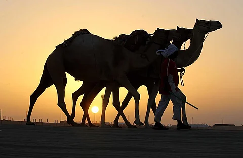 مشاركات سعودية مليونية في مهرجان الظفرة لمزايين الإبل والصقور والسلوقي