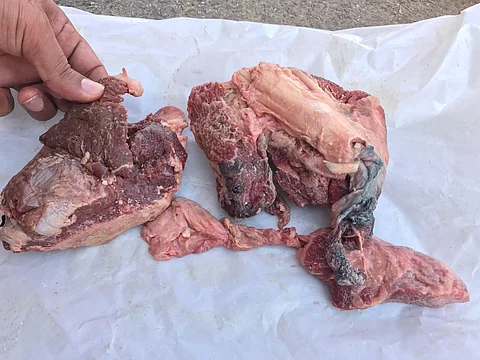 "بلدية الحجرة" بالباحة تصادر دجاجًا ولحومًا غير صالحة للاستهلاك الآدمي