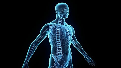 علماء يكتشفون عضواً جديداً في الجسم البشري .. تعرَّف على "مساريق البطن"