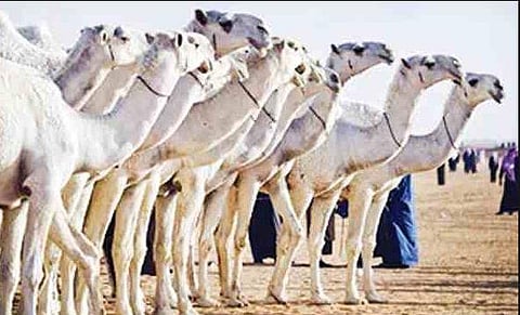 مهرجان الملك عبدالعزيز لمزايين "الإبل" يرفع بورصتها 70%