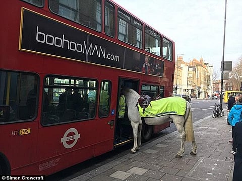صورة طريفة.. حصان فضولي يدس أنفه في حافلة لندن