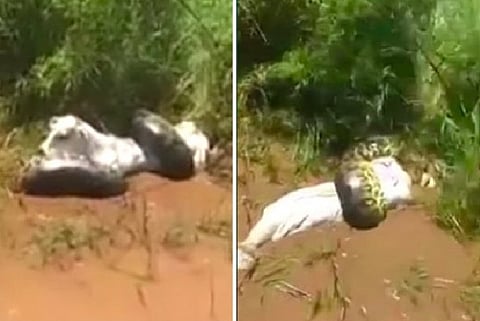فيديو.. أناكوندا تلتهم بقرة أمام أنظار صاحبها أثناء تصويرها
