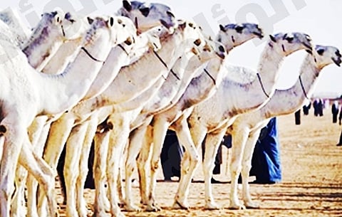 مهرجان مزايين الإبل: الشروط المعلنة للمشاركة تتواءم مع العادات والقيم العربية