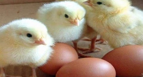 حظر استيراد الطيور وبيض التفقيس والصيصان من بلغاريا