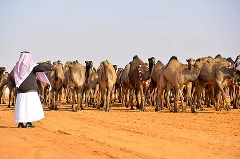 انتهاء التسجيل في مهرجان جائزة الملك عبدالعزيز لمزايين الإبل.. غدًا