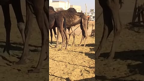 بالفيديو.. مواطن يوثق جِمالاً هزيلة جهّزها قصاب للذبح في "وادي الدواسر"