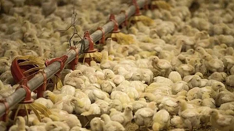 حظر مؤقت لاستيراد الطيور الحية وبيض التفقيس من إنجلترا