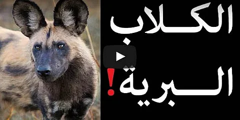 بالفيديو.. ألقاب منتخبات كأس أمم إفريقيا من الطيور إلى الحيوانات