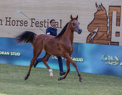 260 جوادًا تمثل 15 دولة في مهرجان الأمير سلطان العالمي للجواد العربي