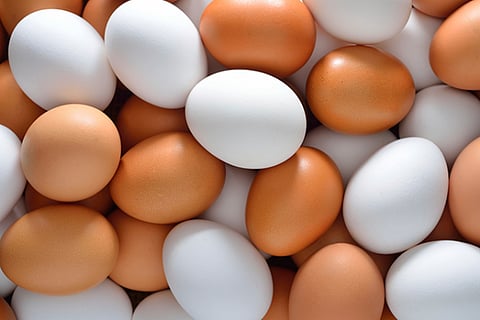 حظر استيراد لحوم الدواجن والبيض من مدينتين في أوكرانيا