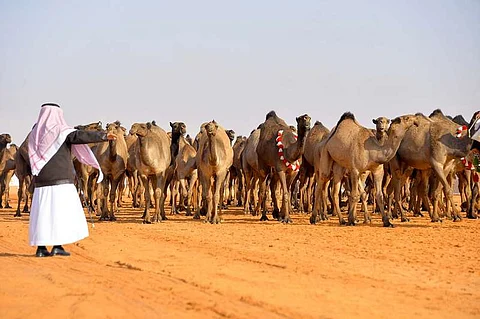 إدارة "مزايين الإبل" تحدد الفئات المشاركة وتضيف الشقح إلى المغاتير