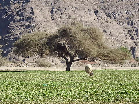 شاهد.. الأمطار تكشف ثوب "أم أحمر" الأخضر وتطلق "قصة روضة"